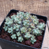 D3663 CORYPHANTHA RUNYONII pot14-H9-W14 cm MaMa Cactus Green Plant