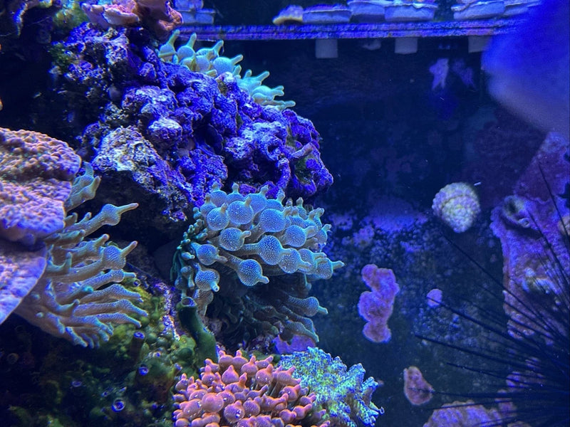 Fluorescent Green Bubble Tip Anemone 4-5 Inch MD/LG Size - Aquacultured Anemone