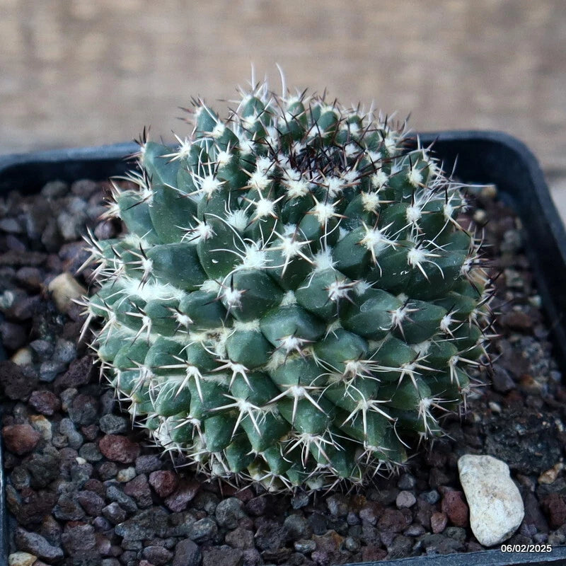 Potted Mammillaria cactus with green body and dense white spines