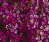 ALYSSUM ORIENTAL NIGHTS Lobularia Maritima - 100 Seeds Garden Plants