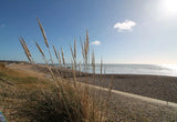Photo A2 Pampas Grass near Galley Hill Pebsham Looking towards St Leonar c2015 Pampas Grass