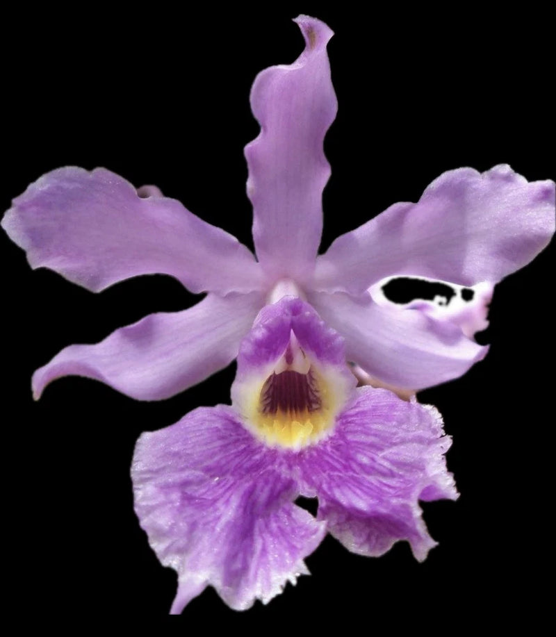 Lavender purple orchid flower with five petals and yellow center