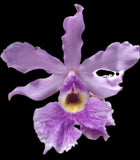 Schomburgkia (Myrmecophila)- humboltii Blooming Size Orchid Cattleya 0322 Orchids