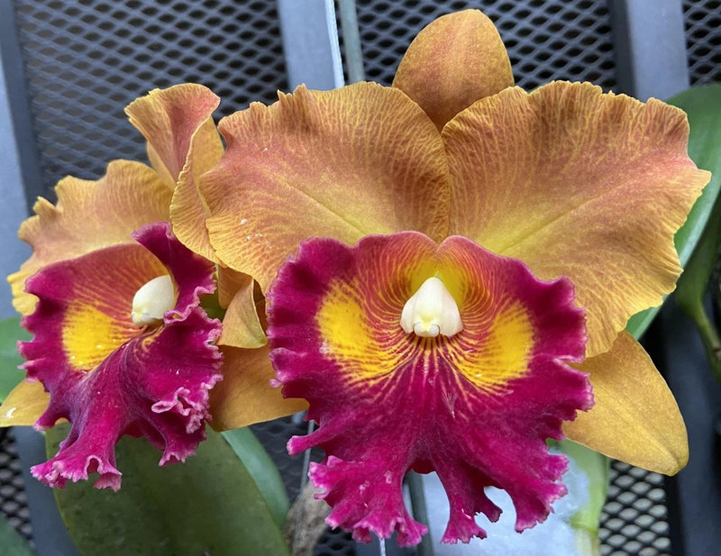 Gold and magenta orchid blossoms with ruffled petals and yellow centers