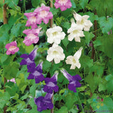 1000+ Climbing Mix Snapdragon Seeds for Garden Planting - USA - FREE SHIPPING! Garden Plants
