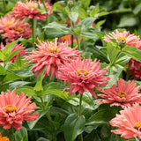 100+ Senorita Zinnia Seeds for Garden Planting - USA - FREE SHIPPING! Garden Plants