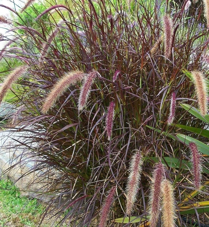 PURPLE FOUNTAIN GRASS, Ornamental Pennisetum Setaceum, Dark Burgundy (30 Seeds) Pampas Grass