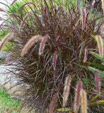 PURPLE FOUNTAIN GRASS, Ornamental Pennisetum Setaceum, Dark Burgundy (30 Seeds) Pampas Grass