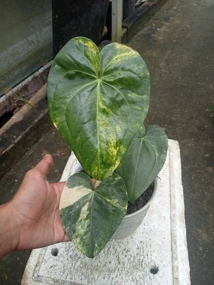 Variegated anthurium plant with three green leaves and light yellow speckled pattern