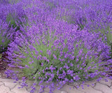 200  English Lavender Seeds Heirloom Organic USA Garden, FREE SHIPPING IN USA. Garden Plants