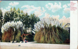 Pampas Grass Southern California Garden Postcard 3743 Unposted Pampas Grass