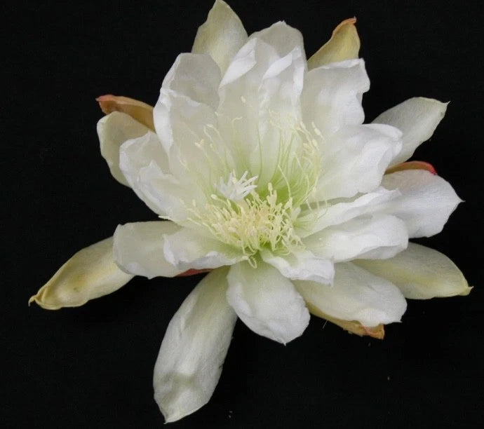 White epiphyllum orchid cactus flower with pale green center and long petals