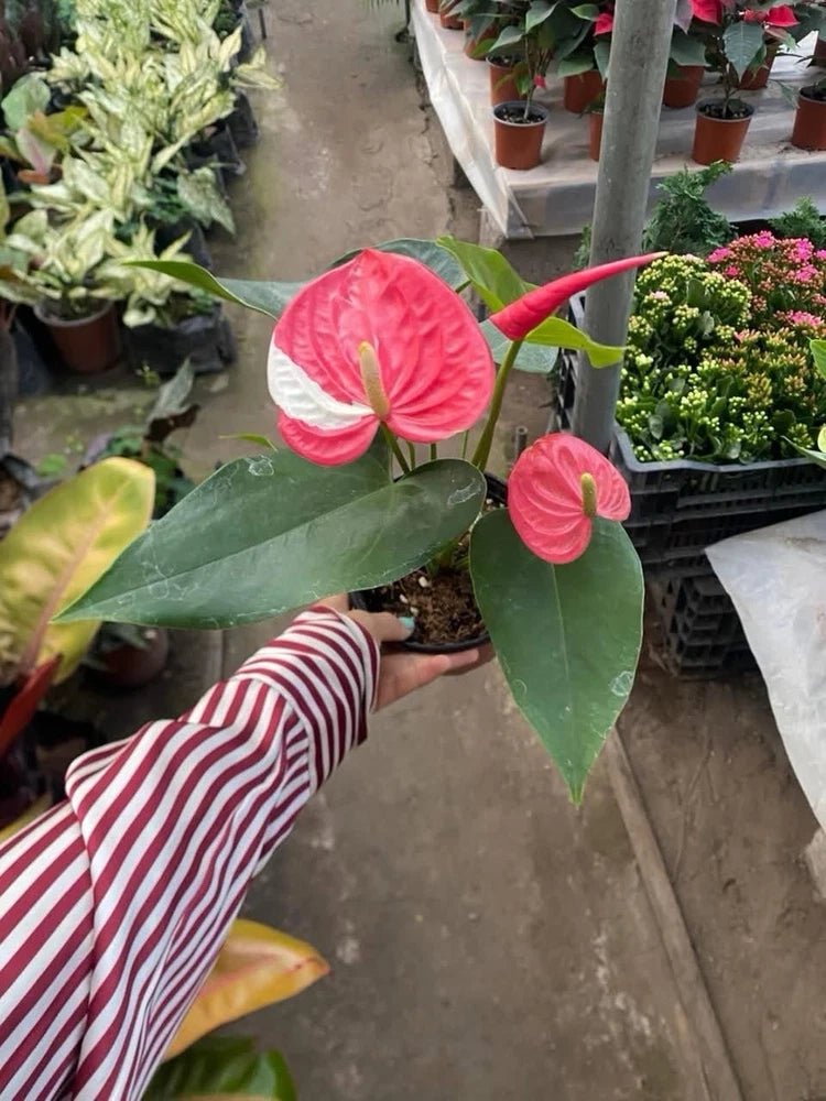 Pink anthurium plant with two spadix flowers and glossy green leaves