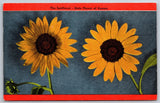 Kansas~2 Sunflowers State Flower~Vintage Linen Postcard Sunflower