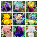 30pcs Mixed Color Rare Iris Flower Seeds - Perennial Beauteous Blooms Flowering Plants