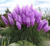 Purple Pampas Grass 3 Plugs Green Plant