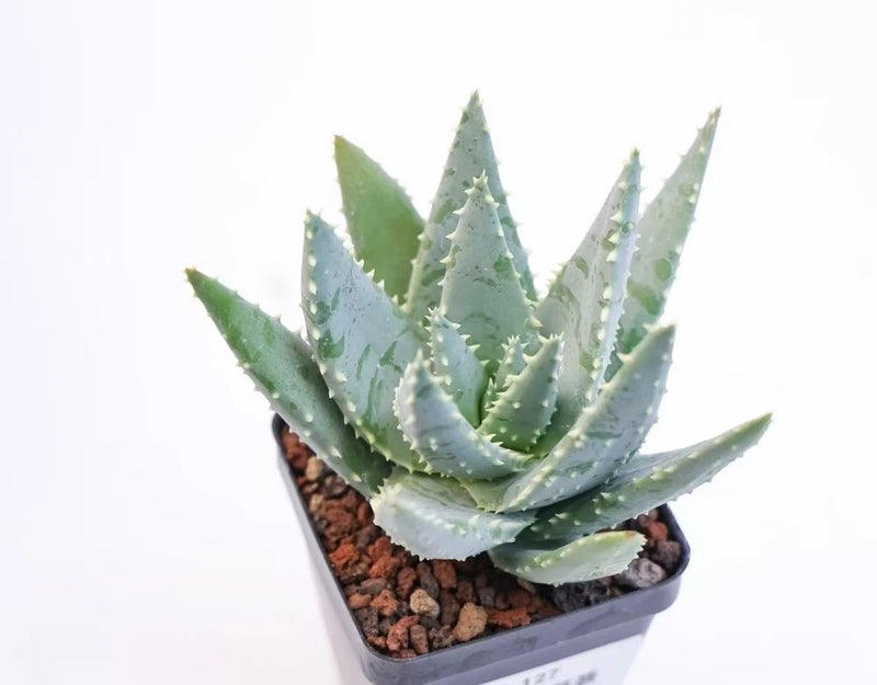Potted aloe succulent with spiky blue-green leaves in dark soil