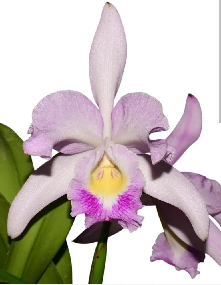 Blooming orchid with lavender-pink petals, yellow center, and purple speckles; green leaves