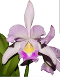 Cattleya Cuenca Delight Nice Pink live blooming size orchid plant Orchids