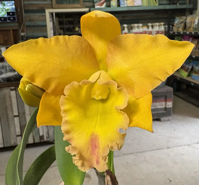 Golden yellow orchid with large ruffled petals and pink-red center, potted plant