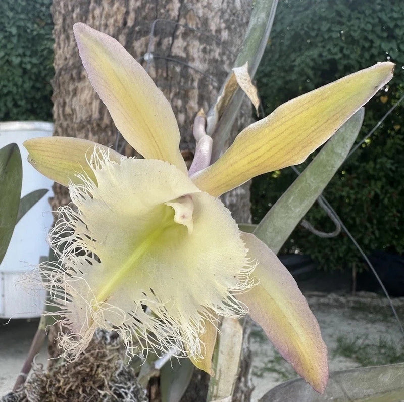 Cattleya orchid plant with pale yellow star-shaped flower and fringed lip