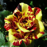 20pcs Tea Rose 'Dragon Tiger' Seeds - Fragrant, Vibrant Blooms for Gardeners Garden Plants