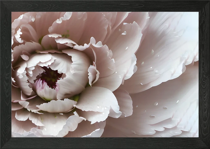 Framed canvas print of close-up white peony flower with pink petals and red center
