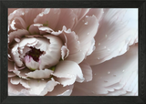 Peony flower macro Framed Wall Art Poster Canvas Print Picture Peony