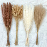 100Pcs/lot Grass Fluffy Room Phragmites Natural Bunny Tail Grass Dried Flowers Pampas Grass