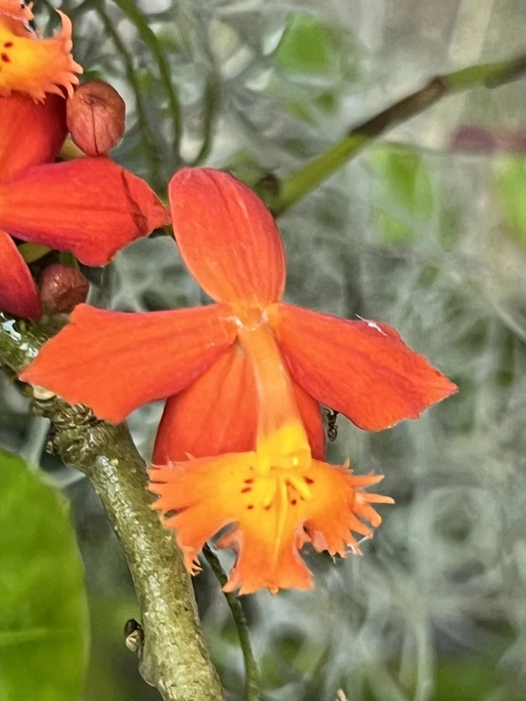 Orange and red Epidendrum orchid flower with fringed yellow center on stem
