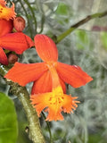 Epidendrum radicans Orchids