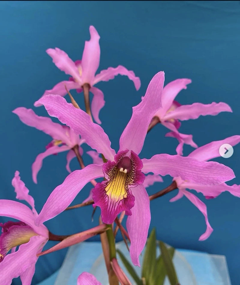 Pink orchid flower in pot, close-up with yellow center