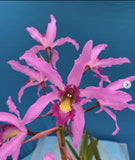 Laelia superbiens ÔRosaminhaÕ X L. halbingeriana Species Orchid Eros 6Ó Pot Orchids