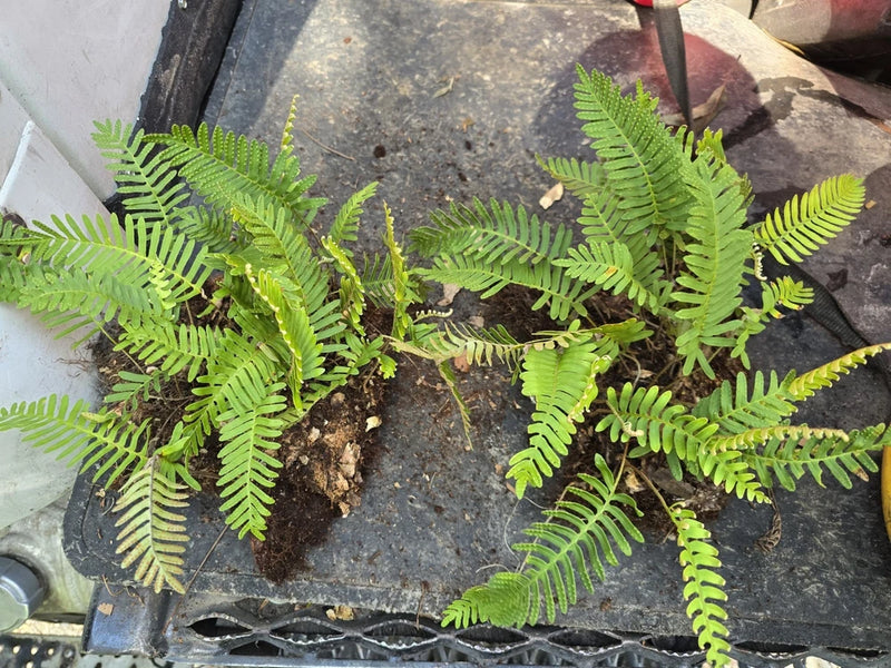 4-6 inch RESURRECTION FERN Plant Best Deal Fast Shipping.  Nice Clump Green Plant