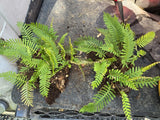 4-6 inch RESURRECTION FERN Plant Best Deal Fast Shipping.  Nice Clump Green Plant