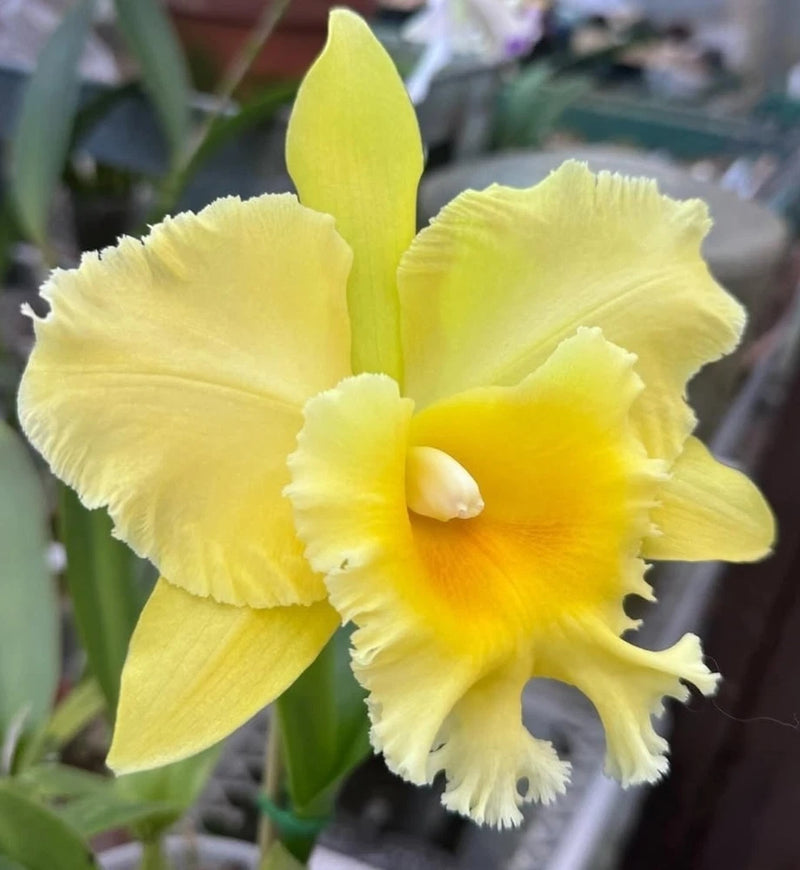 Rlc Hsinying Pachi Pachi 'Carmela' seedling size cattleya orchid clones. Orchids