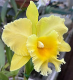 Rlc Hsinying Pachi Pachi 'Carmela' seedling size cattleya orchid clones. Orchids