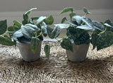 Artificial Set of Faux Potted Plants for Home Accents from Hearth & Hand Green Plant