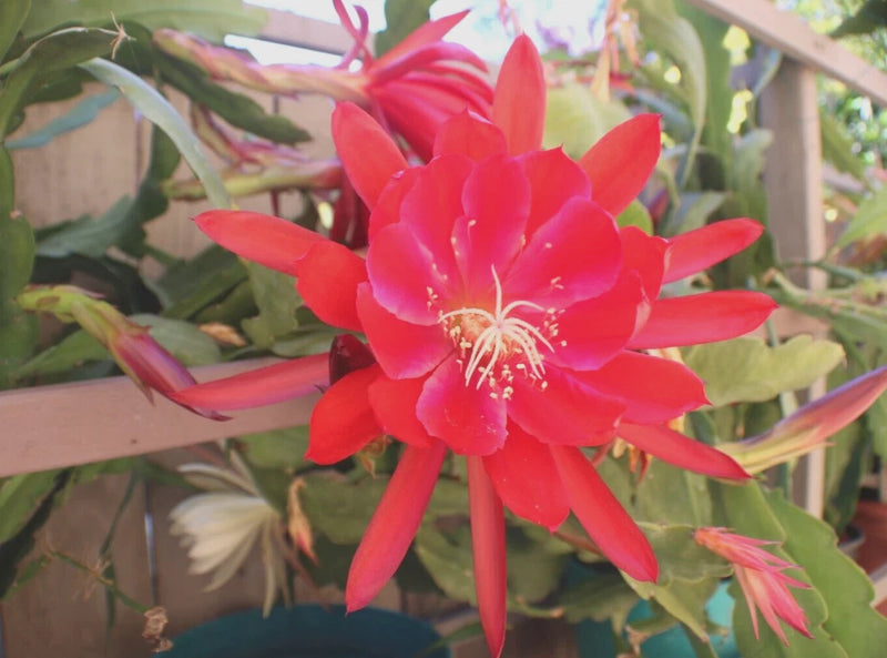 3 Epiphyllum Orchid Cactus Cuttings 8"-12" Mixed color Lily Voodoo Flowers Orchids