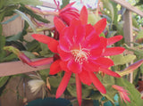 3 Epiphyllum Orchid Cactus Cuttings 8"-12" Mixed color Lily Voodoo Flowers Orchids