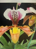 Orchid Plant Paph rothschildianum 1 growth not perfect div in a 2in pot Orchids