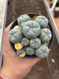LW Cactus variegated Beautiful Garden Succulent Multi head selfroor 8-11cm Garden Plants