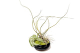 Fully Assembled Tillandsia Air Plant Dish Garden in Black Glazed Container Garden Plants