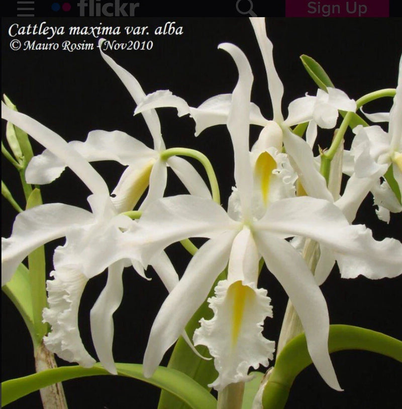 White Cattleya maxima var. alba orchid flowers with green stems and leaves