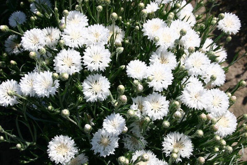 250+ TALL WHITE BACHELOR BUTTON SEEDS CORNFLOWER FRESH FOR YOUR FLOWER GARDENS Garden Plants