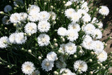 250+ TALL WHITE BACHELOR BUTTON SEEDS CORNFLOWER FRESH FOR YOUR FLOWER GARDENS Garden Plants
