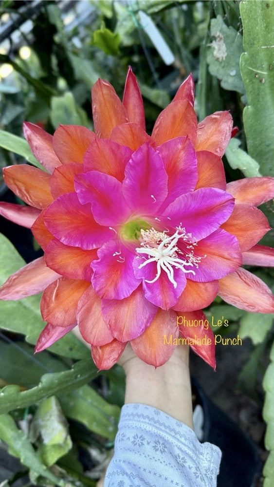 Epiphyllum orchid cactus flower with orange, pink, and purple layered petals