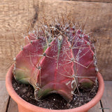 D3866 ASTROPHYTUM CAPRICORNE pot20-H15-W19 cm MaMa Cactus Green Plant