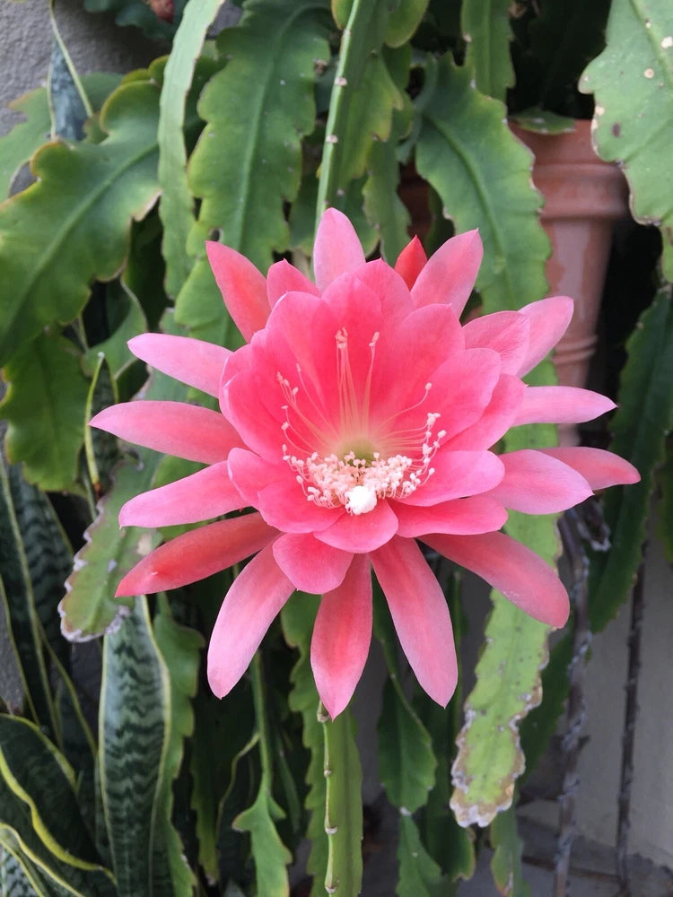 Pink orchid cactus flower with vivid pink petals and bright central stamen