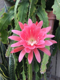 __Epiphyllum PADRE Pink Orchid Cactus 1 unrooted cutting Nice! Orchids